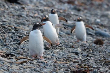 Rolgordijnen Walking Gentoo Penguins © ykumsri
