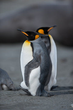 King Penguins standing