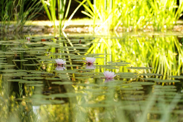 Pink water lily
