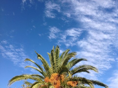palma di dattero
