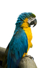 Blue and Yellow Macaw