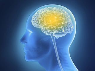 Menschliche Anatomie - Gehirn, Gehirnaktivität