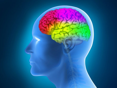 Menschliche Anatomie - Gehirn, Gehirnregionen