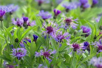 Berg-Flockenblume / Mountain knapweed