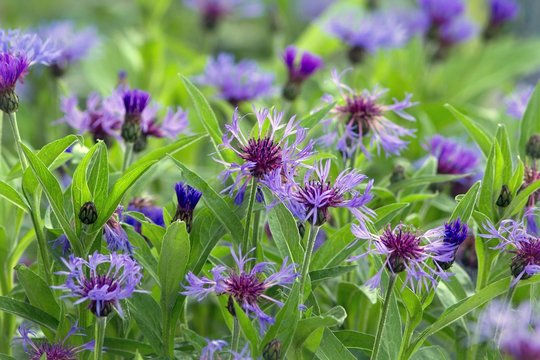 Fototapeta Berg-Flockenblume / Mountain knapweed