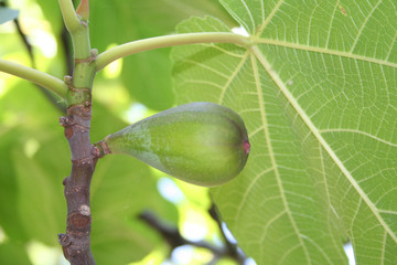 Higuera Ficus Carica