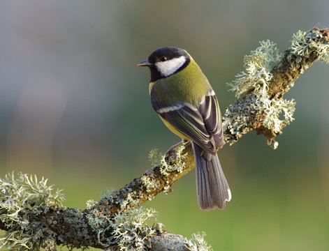 Great tit on a branch,green background