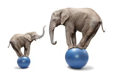 Foto op Plexiglas anti-reflex Elephant female and her baby elephant balancing on a blue balls. © Kletr