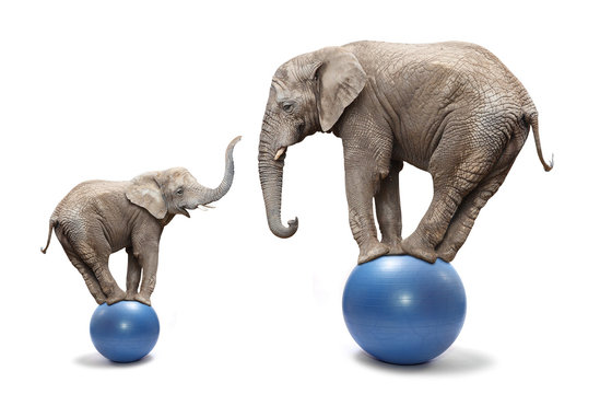 Elephant female and her baby elephant balancing on a blue balls.