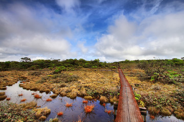 Alakai swamp trail