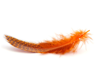 orange feather