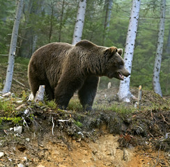 Brown bear
