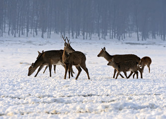 A herd of spotted deer in winter