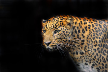 Portrait of leopard in its natural habitat