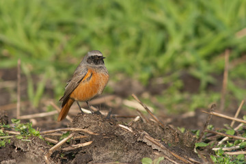 Eastern Black Redstart