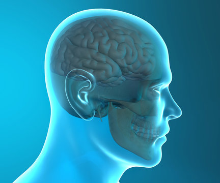 Cervello cranio testa anatomia ai raggi x