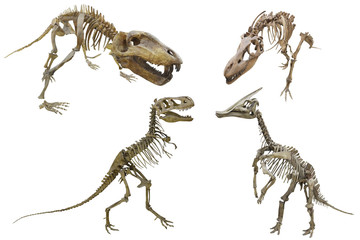 Naklejka premium szkielet dinozaura