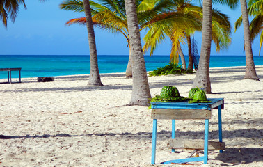 Chapeau végétal tréssé