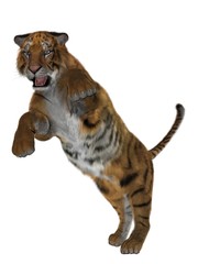 3D tiger