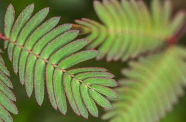 Mimosa Pudica Leaves