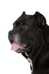 Cane Corso black dog on white background