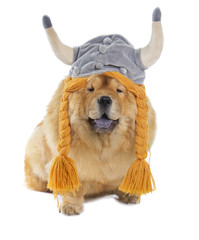 chow-chow dog with viking hat