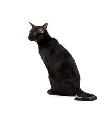 oriental black cat isolated over white background