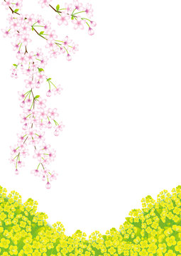 桜と菜の花
