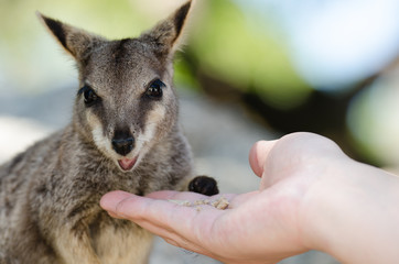 Obraz premium ロックワラビーの餌付け
