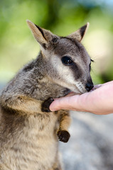Fototapeta premium ロックワラビーの餌付け