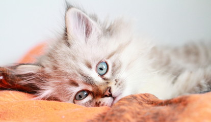 neva masquerade kitten of siberian breed