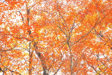 Autumn forest