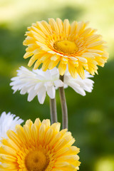 Wedding Day Floral Arrangements