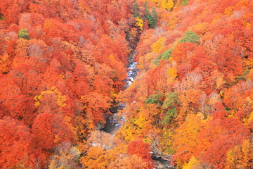 Autumn colours of Jougakura valley, Aomori, Japan