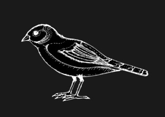 Bird collection illustration