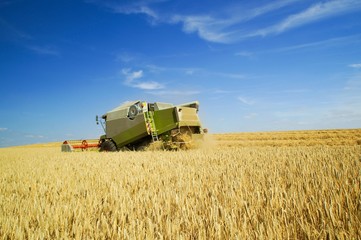 Obraz premium Żniwa, kombajn zbożowy