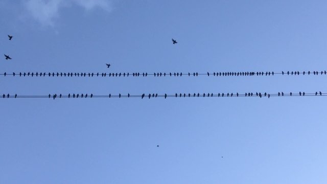 Birds on electric wires