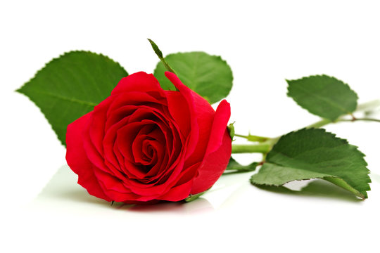 Red rose on white