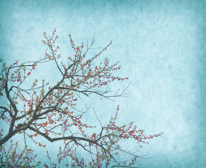 plum blossom on old antique vintage paper background