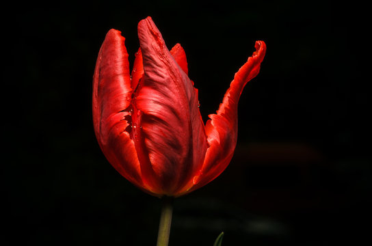 Fototapeta Red tulip