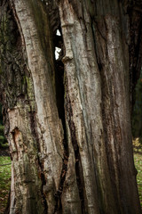 Obraz premium tree texture