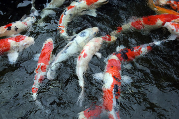 Obraz premium koi
