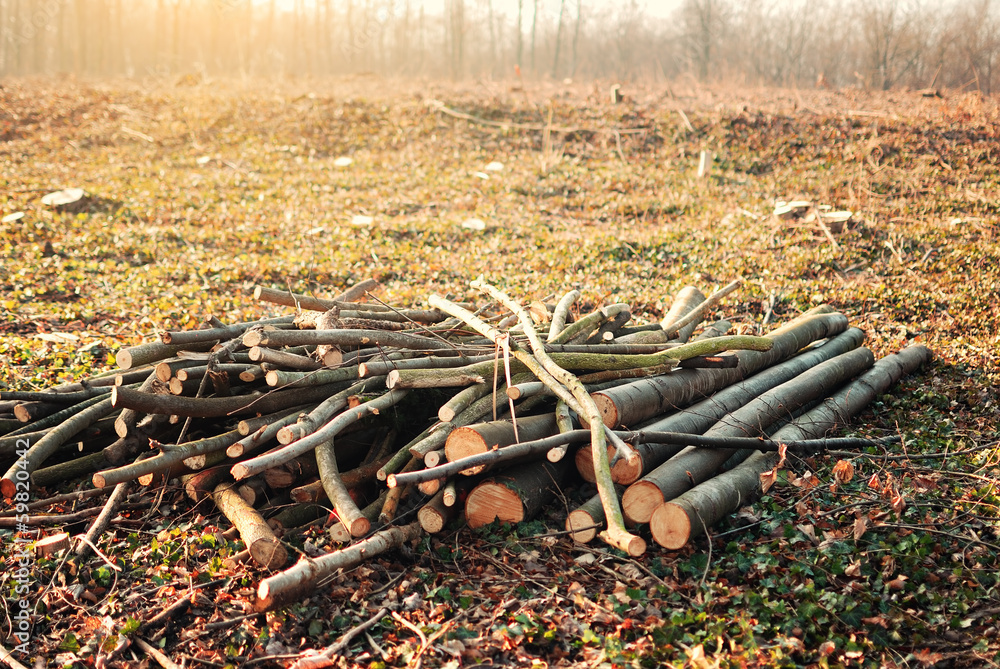 Wall mural Tree trunks