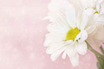 lovely chamomile on a pale pink background
