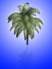 Palm tree on white background with reflection