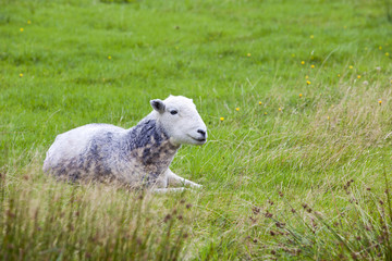 Sheep relaxing in field