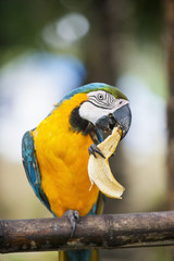 Blue and yellow Macaw eating banana, Boracay, Philippines