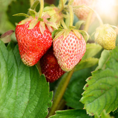 Fresh organic strawberries