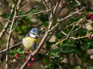 Obraz premium Bluetit perched in a blooming ribes bush