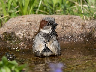 Bathing house sparrow with the head turned right